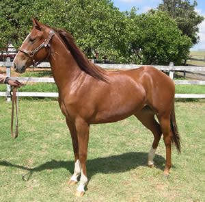 MISS STAR RED